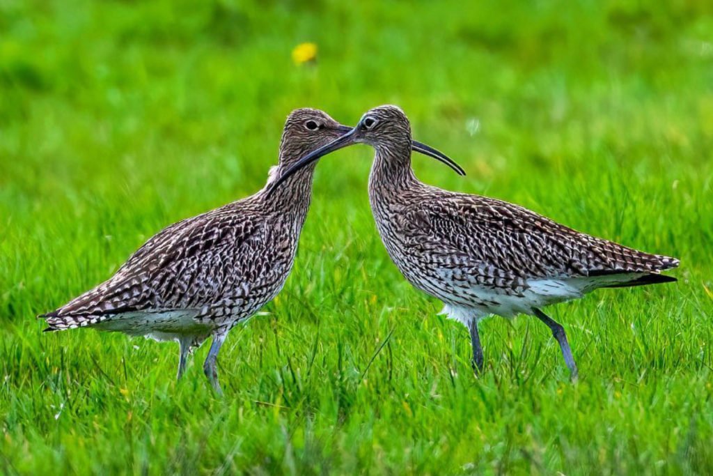 Bird-Watching-image-3-1024x683