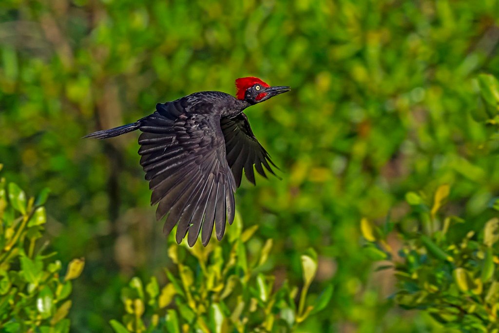 andaman-nicobar-island-andaman-woodpecker-flying-dhritiman-mukherjee_sm853y